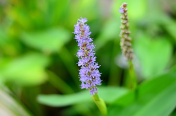 Wachirabenchatat Public Park Bangkok Thailand