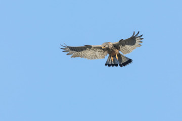 faucon crécerelle