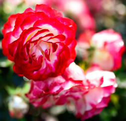 Beautiful red roses grow in the park