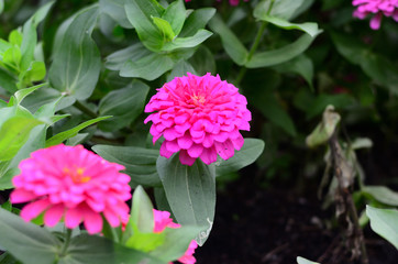 Fototapeta premium Wachirabenchatat Public Park Bangkok Thailand