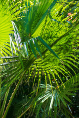 Plakat Green leaves on a palm tree in the tropics