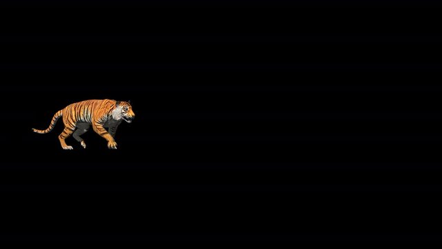 Bengal tiger nice walk and jump between cliff realistic with 3D animation rendering include alpha and green screen.