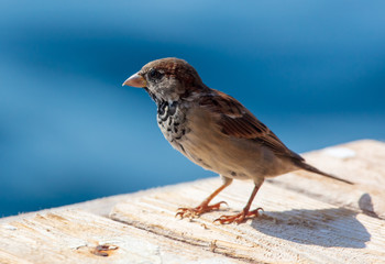 Sparrow on a wooden board on the nature