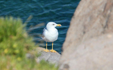 Portrait of a seagull on the rocks near the sea