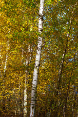 Birch in yellow colors in the fall