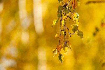 Yellow leaves on a tree in the fall