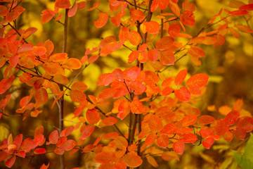 Red leaves on a birch tree in the fall