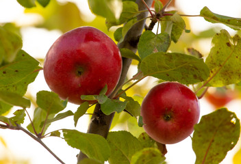 Red apples on tree branches in the fall