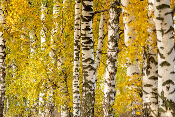 Birch in yellow colors in the fall