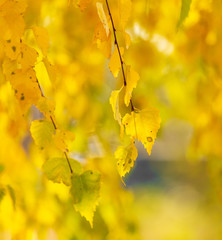 Yellow leaves on a tree in the fall