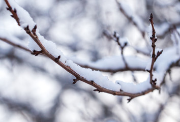 Snow covered branches of a tree in winter at dawn