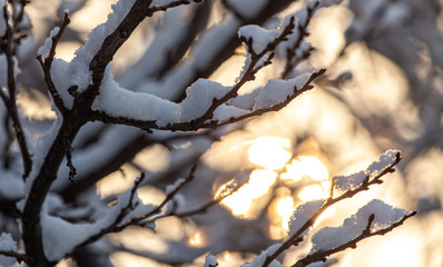 Snow covered branches of a tree in winter at dawn