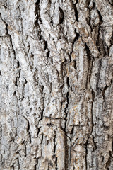 Bark on an old tree