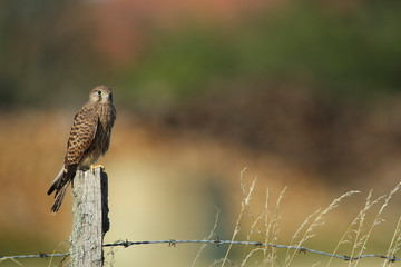 faucon crécerelle