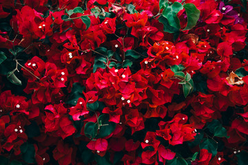 Close up portrait of beautiful flowers in botanical garden.