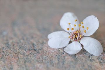 Single White Cherry Blossom On Stone