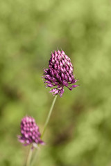 Clover Flowers In Summer Light