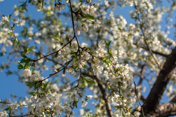 Close up macro view of cherry tree flower during blooming period in the middle of spring 