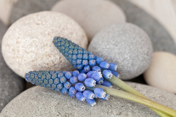 Blue Muscari Grape Hyacinth Flower