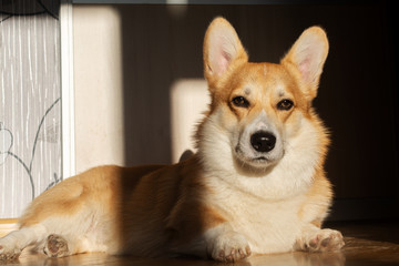 Portrait of a corgi welsh pebroke dog in sunlight