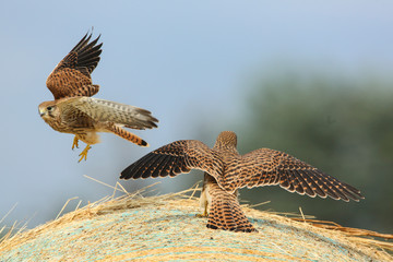 faucon crécerelle