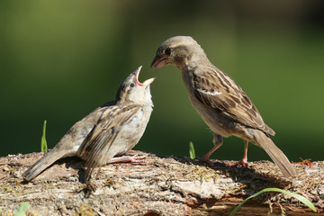 moineaux domestique
