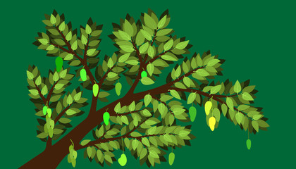 Fototapeta premium the minimal mango and tree with big branch and element of leaf and many product. fruite and plant natural. vector illustration eps10.