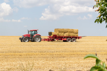 Fototapeta premium Tractor collecting straw bales during harvesting in the field at nice blue sunny day.