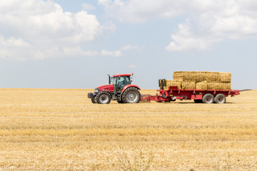 Fototapeta premium Tractor collecting straw bales during harvesting in the field at nice blue sunny day.