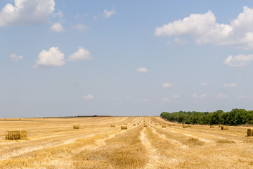 A farm harvested field with straw bales  in the countryside in summer.