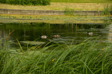 Duck family on the Gulf of Finland, on a hot, summer day.