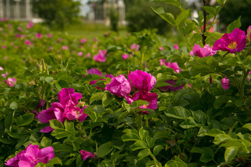 Large bushes of pink petunias in the city garden. Close up.