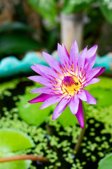 The lotus flower is full of pollen,There are insects to eat yellow pollen.