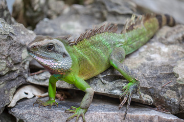 Naklejka na ściany i meble Green Iguana (Iguana Iguana) sitting on on a tree branch in natural habitat, close-up