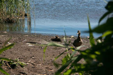 Duck family on the Gulf of Finland, on a hot, summer day.