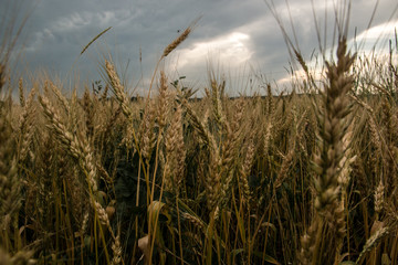 Wheat field at sunset. Spikelets of barley closeup.