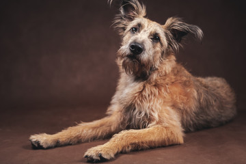 Portrait of a beautiful fluffy funny dog in the studio