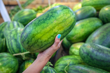 selection of watermelons in the store, a female hand holds a ripe watermelon