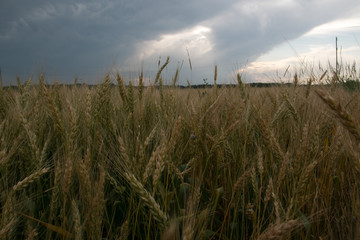 Wheat field at sunset. Spikelets of barley closeup.
