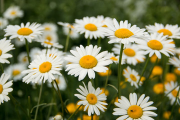 Obraz premium A bed of white chamomile. Photographed close-up.