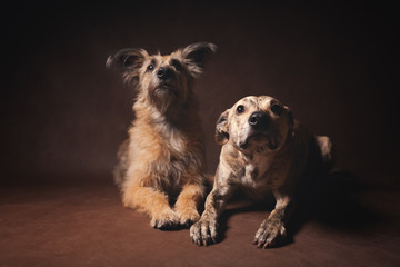 Portrait of a beautiful brown fluffy funny dog, friends and family concept