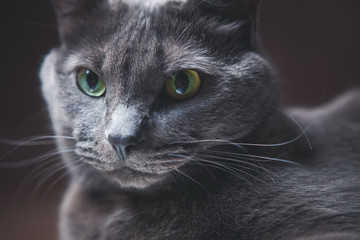 Close-up portrait of Russian blue cat with amazing green eyes and gray silver fur