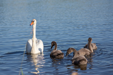 Group of swans on blue lake, largest waterfowl family, white adult, gray little swan animals