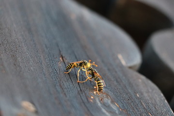 Two wasps fighting scene on balcony