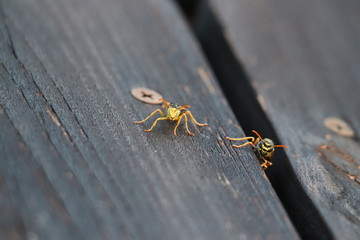 Close up photo of two wasps looking towards camera