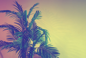 Fototapeta na wymiar Palm tree on wall background, vintage retro toning photo, abstract background