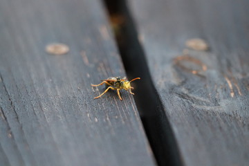 Close up photo of wasp on balcony