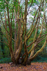 Vertical picture of a tree trunk with a lot of branches and the ground full of leaves in a park in autumn