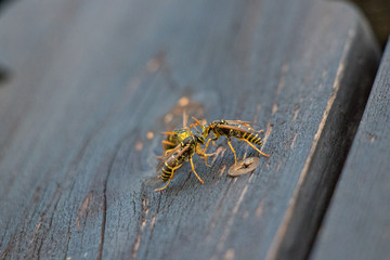 Three wasps on balcony fighting