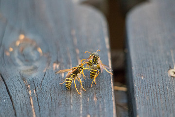 Two wasps on balcony fighting